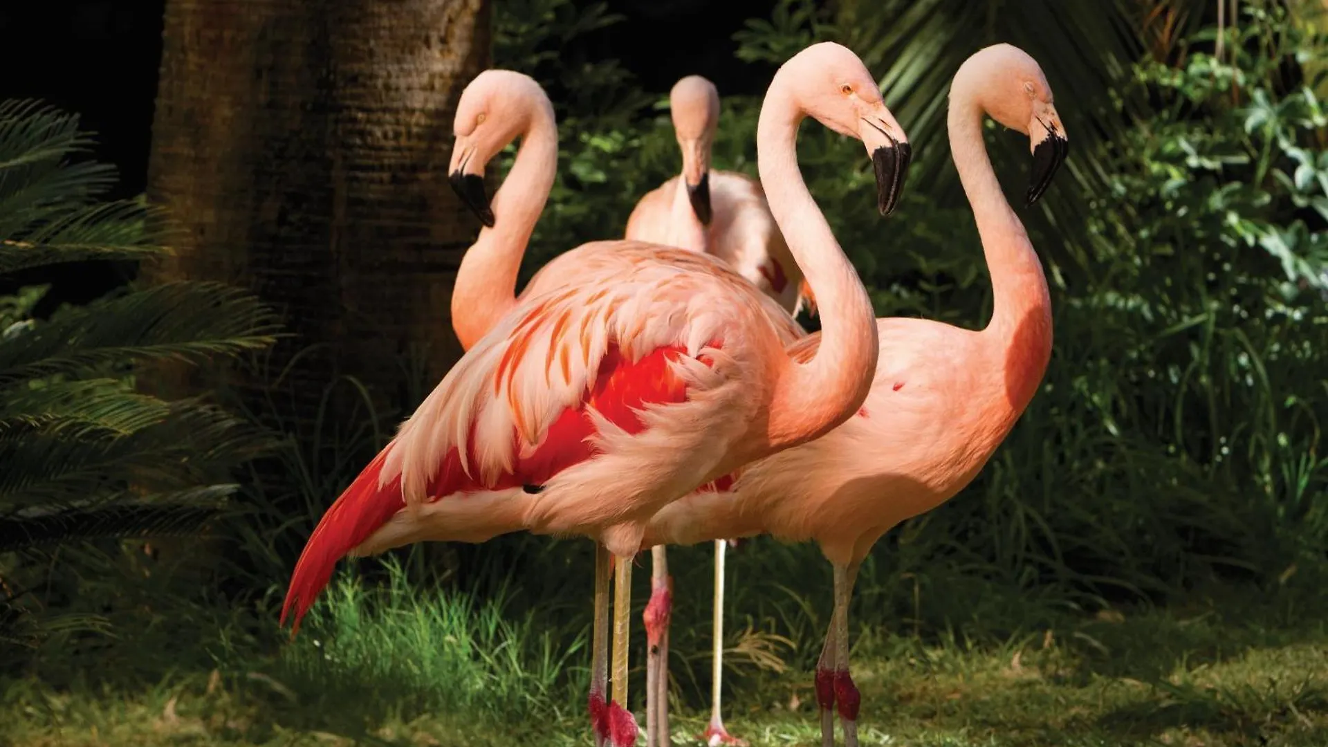 Flamingo Las Vegas Hotel & Casino